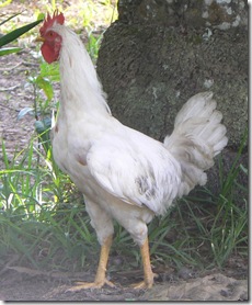 Kasai rooster