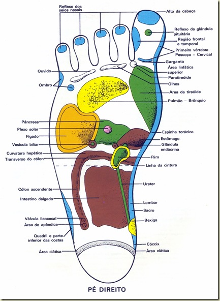 Reflexologia Mapa do Pé Direito Reflexologia Mapa do Pé Direito