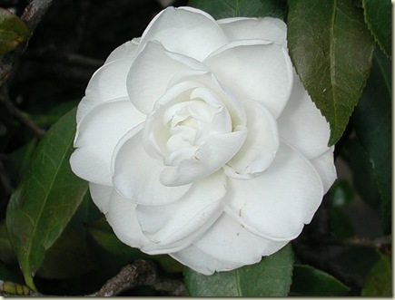 Camelli