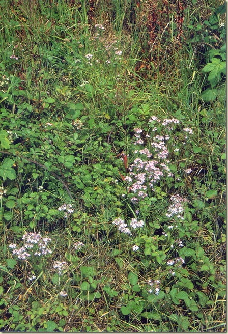 Florais de Bach Centaury Florais de Bach Centaury