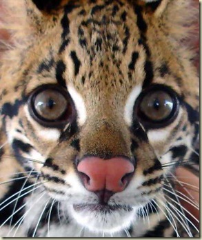 Jaguatirica Jaguatirica