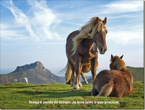 Cavalos 09 Cavalos 09