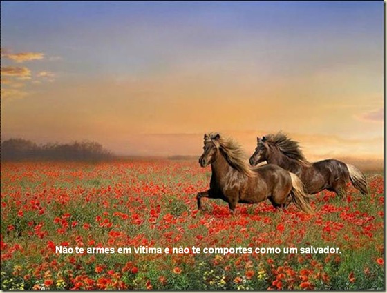 Cavalos 12 Cavalos 12