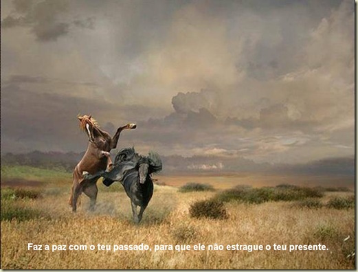 Cavalos 13 Cavalos 13