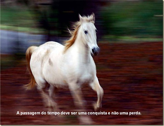 Cavalos 19 Cavalos 19