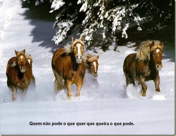 Cavalos 20 Cavalos 20