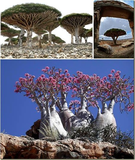 Paisagens 03 Arvores da Ilha Socotra Paisagens 03 Arvores da Ilha Socotra