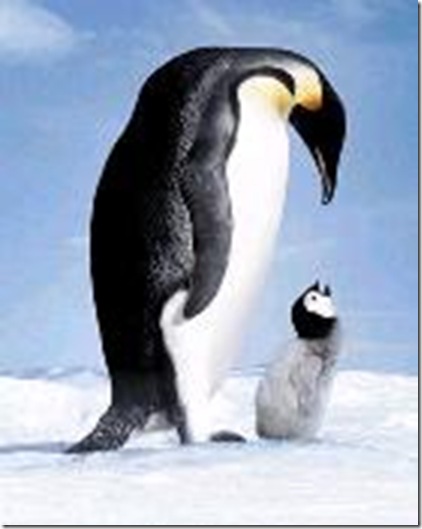 Pinguim Pinguim