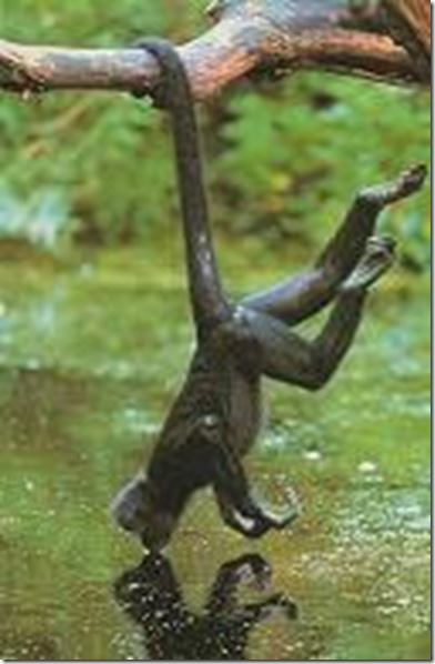 Macaco pendurado Macaco pendurado