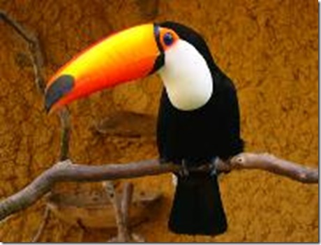 Tucano Tucano