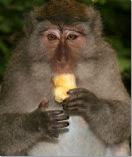 Macaco Macaco