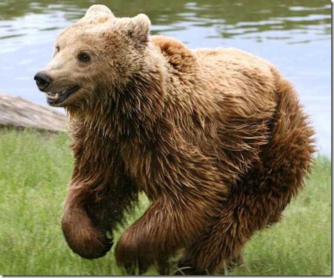 Urso Pardo Urso Pardo