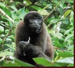 ca 61 Macaco ca 61 Macaco