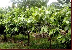 ca 40 cultivo do cacau ca 40 cultivo do cacau