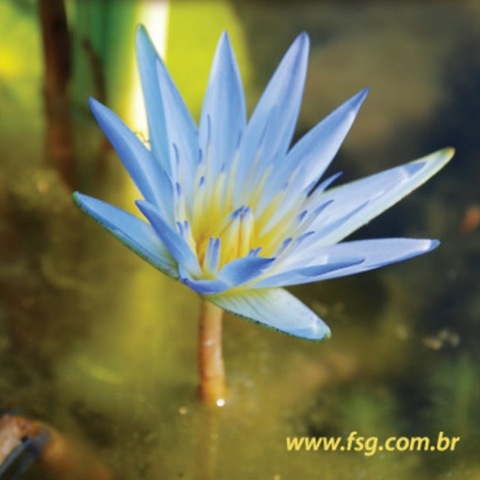 [FSG Lotus Azul 2010[2].jpg]
