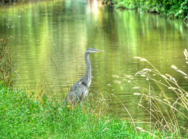 P1180384_2_3_tonemapped.jpg