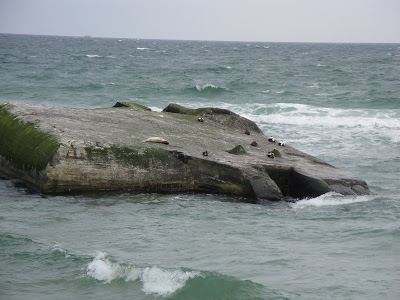 La foca que vimos