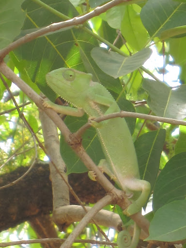 iguana