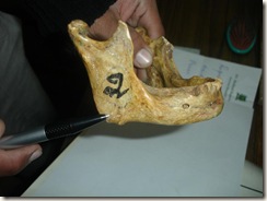 male mandible with everted angle, heavier, more muscular markings, broader chin