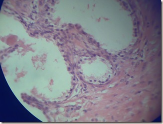 Cuboidal epithilium histology slide
