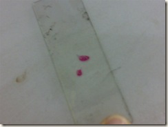 histology slide view (1)