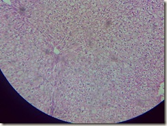 histology slide view (2)