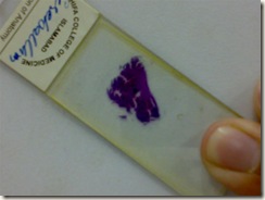 histology slide view (6)
