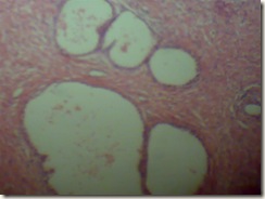 histology slide view (7)