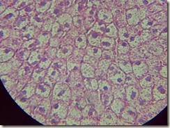 Polygonal cells histology slide