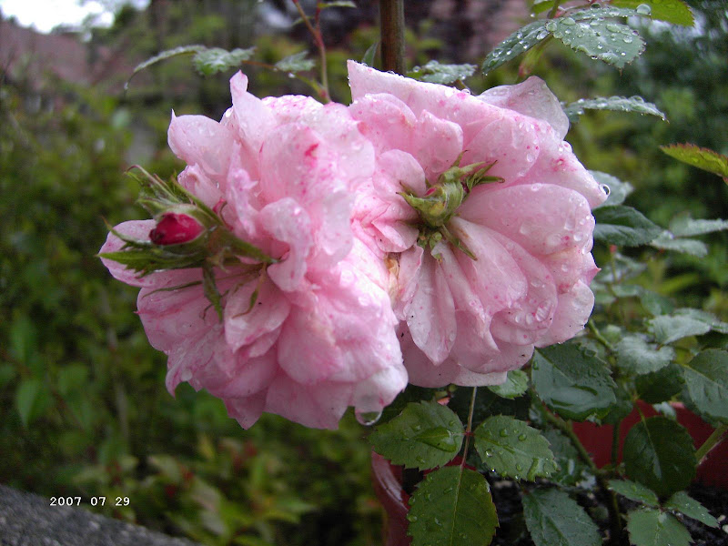 PICT0173.JPG