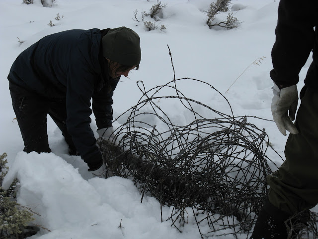 Barbed wire, removed fences, new buffalo habitat