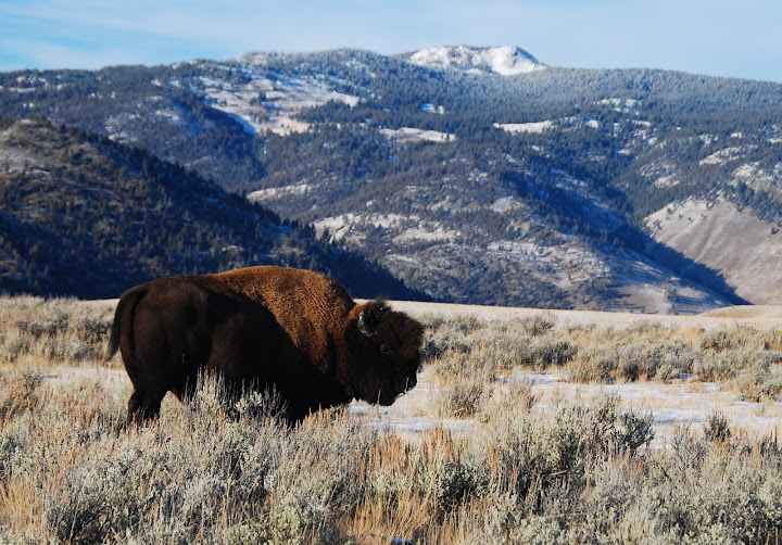 Buffalo (Bison bison), Yellowstone National Park