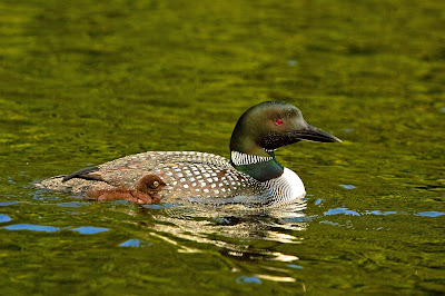 Loon