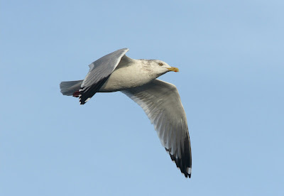 Herring Gull