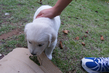 dog puppy