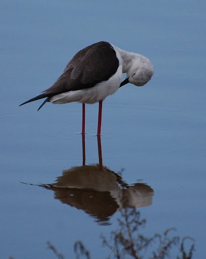 Black Winged Stilt