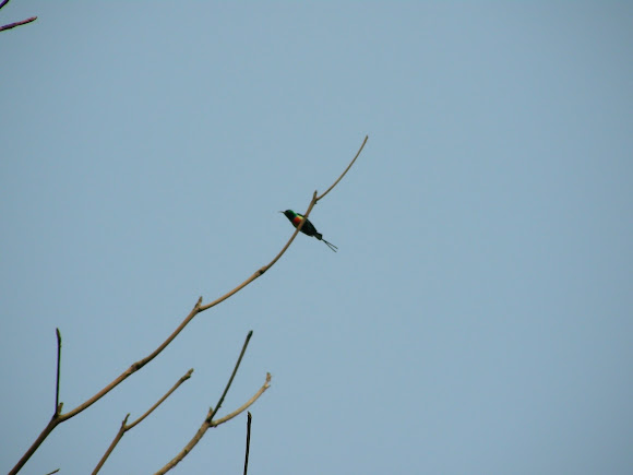 Spotting Image 1