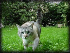 gatto1 gatto1