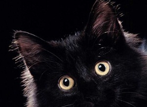gatto-nero-scaramanzia gatto-nero-scaramanzia
