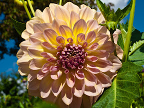 [DAHLIENBLÜTE]