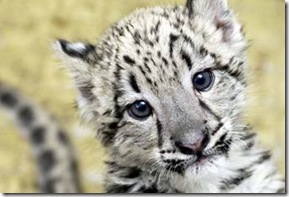 leopard