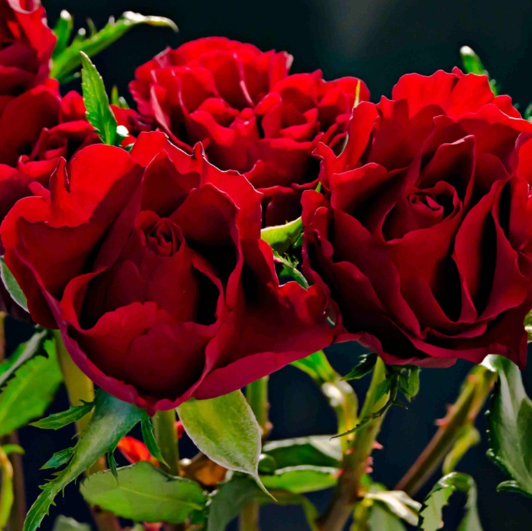 [Red Roses[3].jpg]