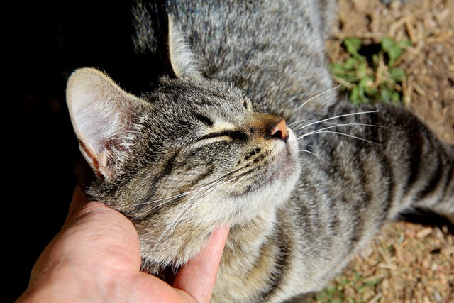 [Wood n Kitty 010[3].jpg]