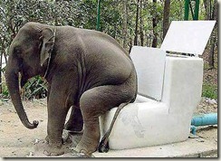 elephant_toilet_575s