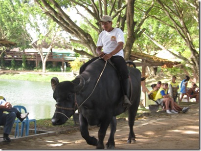 Búfalo Búfalo