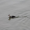 Horned Grebe