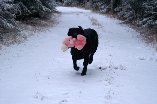 Labradorinnoutaja