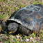 Gopher Tortoise