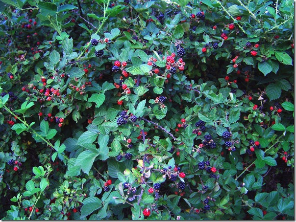 blackberries-july-12-2004_000-2