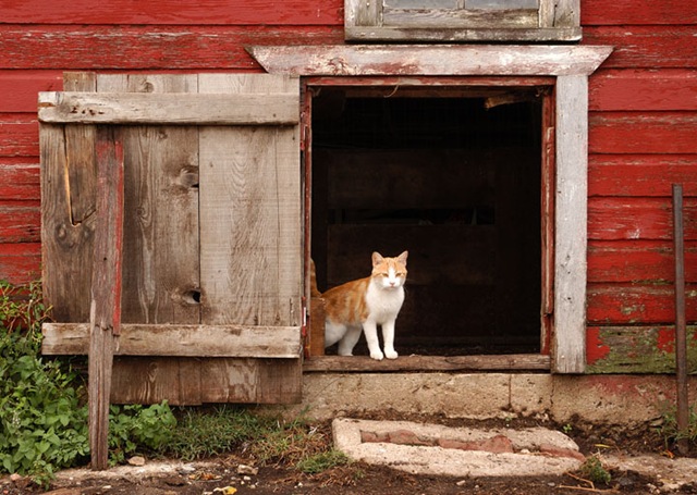 [44415937_AntoniotheFarmCat[3].jpg]